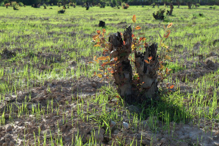 Old stump on a green grass の写真素材