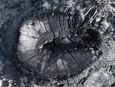 Black stump surface cracks due to fire の写真素材
