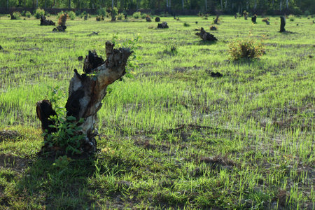 Old stump on a green grass の写真素材