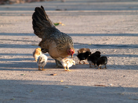 Hen chicks take food in the evening の写真素材
