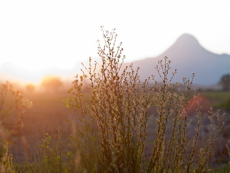 Warm light on the grass in front of the high mountains の写真素材