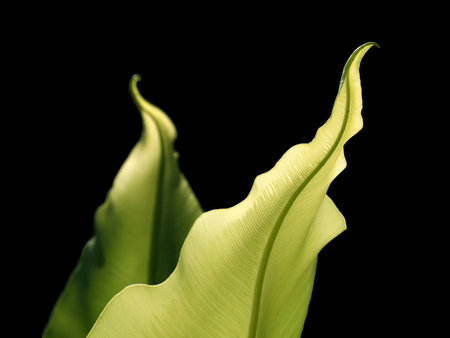 Green leaves on a black background の写真素材