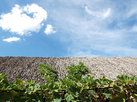 Green leaves on the roof.の写真素材