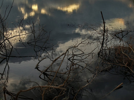 Branches in sombre black water.の写真素材