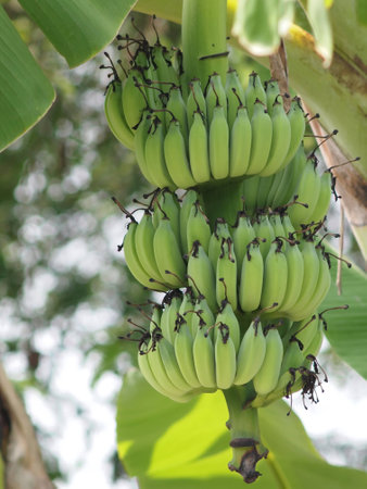 Green bananas in the garden.の写真素材