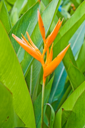 bird of paradise flower の写真素材