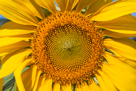 Sunflower の写真素材