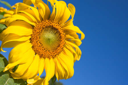 Sunflower の写真素材