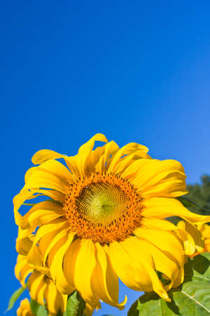Sunflower の写真素材