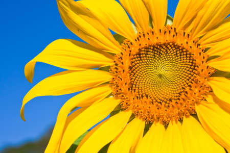 sunflower の写真素材