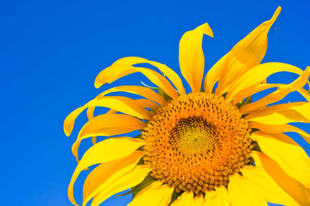 sunflower の写真素材