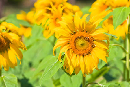 sunflower の写真素材