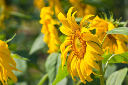 sunflower 