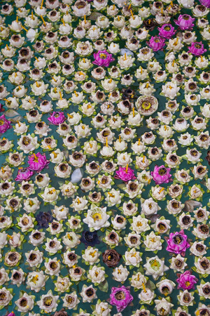 lotus Worship の写真素材