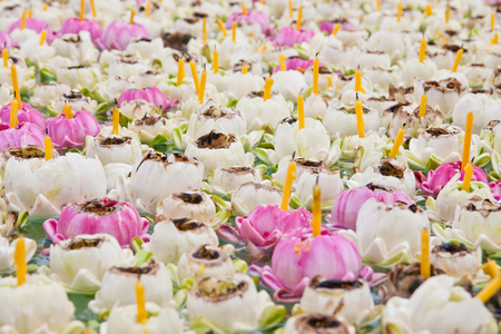 lotus Worship の写真素材