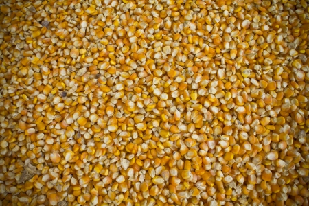Corn seeds background 