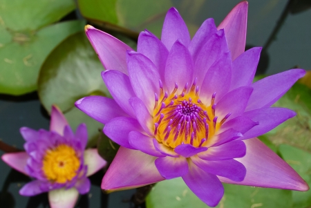 violet lotus flowers の写真素材