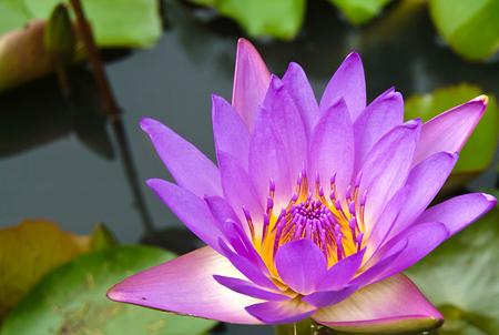 violet lotus flower の写真素材