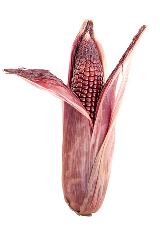 violet corn on isolated の写真素材