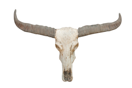buffalo skull on isolate の写真素材