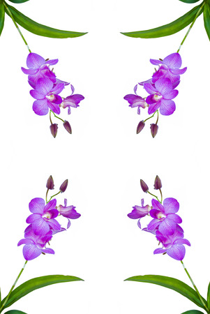 violet orchid flowers の写真素材