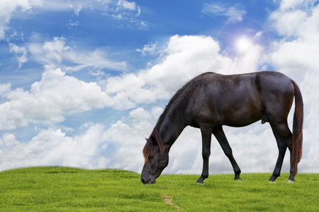 horse on sky background.の写真素材