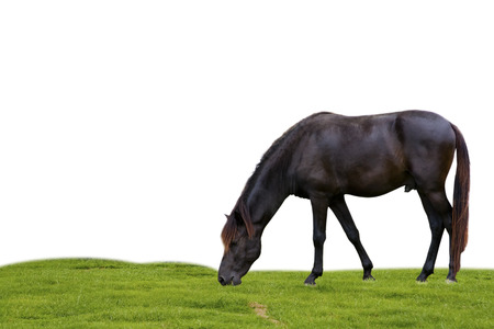 horse on sky background.の写真素材