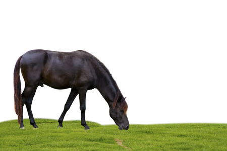 horse on sky background.の写真素材