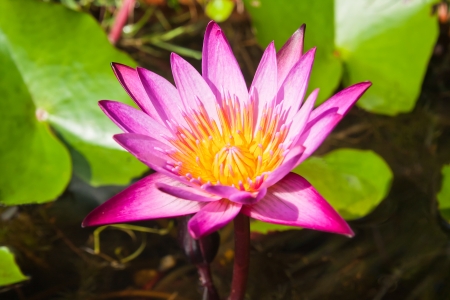 lotus flower の写真素材