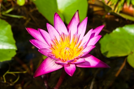 lotus flower の写真素材