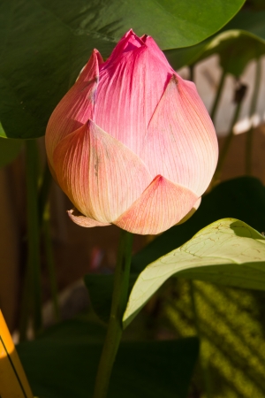 lotus bud の写真素材