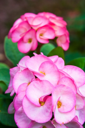 Euphorbia milii flowers の写真素材