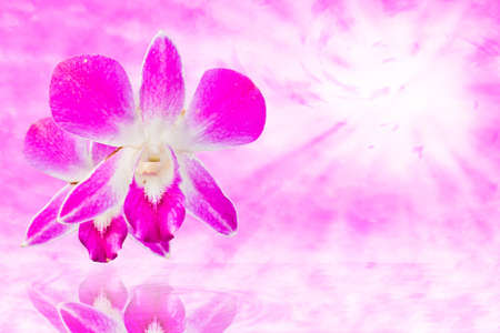 pink orchids flower 