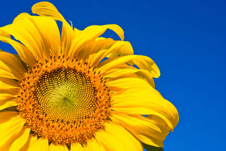 Sunflower on sky の写真素材