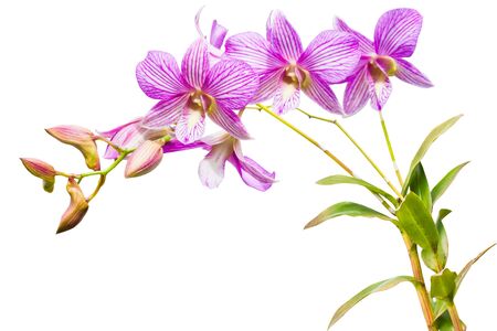 violet orchid flowers の写真素材