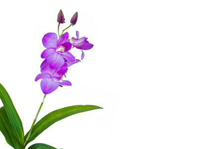 violet orchid flowers の写真素材