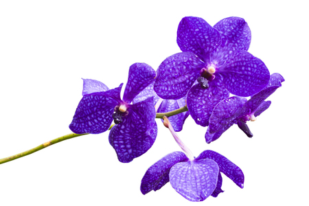 violet orchid flowers の写真素材