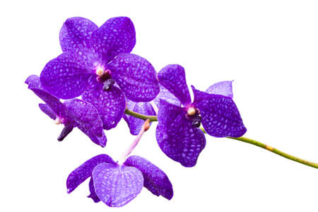 violet orchid flowers の写真素材