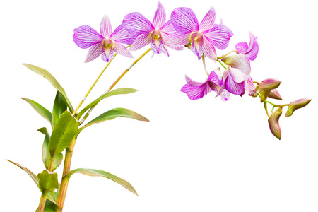 violet orchid flowers の写真素材