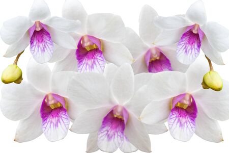 White Orchids Background の写真素材