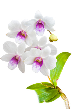 White Orchids Background の写真素材