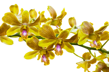 yellow orchid on isolated の写真素材