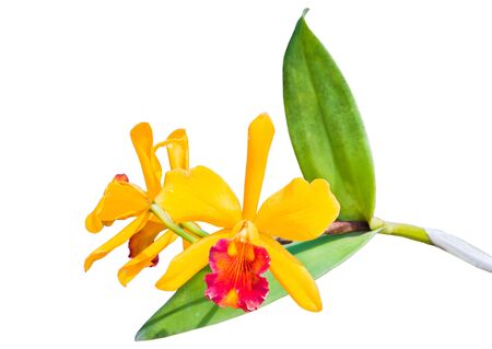 yellow orchid on isolated の写真素材