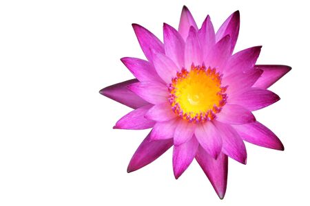 a beautiful pink water lily in the garden isolated on white backgroundの写真素材