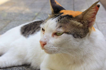 calio cat lying on the floorの写真素材