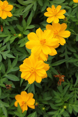 closeup yellow cosmos flower blossom in the gardenの写真素材