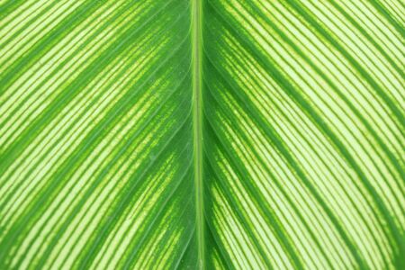 pattern of leaf from tree inside the parkの写真素材