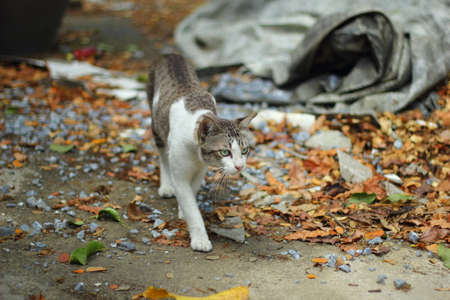 stray cat walking on concrete floorの写真素材
