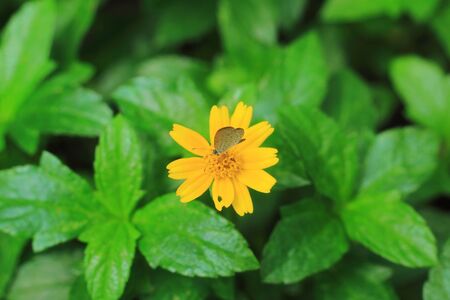butterfly on yellow cosmos flower. focus on middle flower and butterflyの写真素材