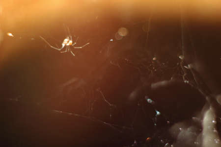 abstract blurry background of cobweb and spiderの写真素材